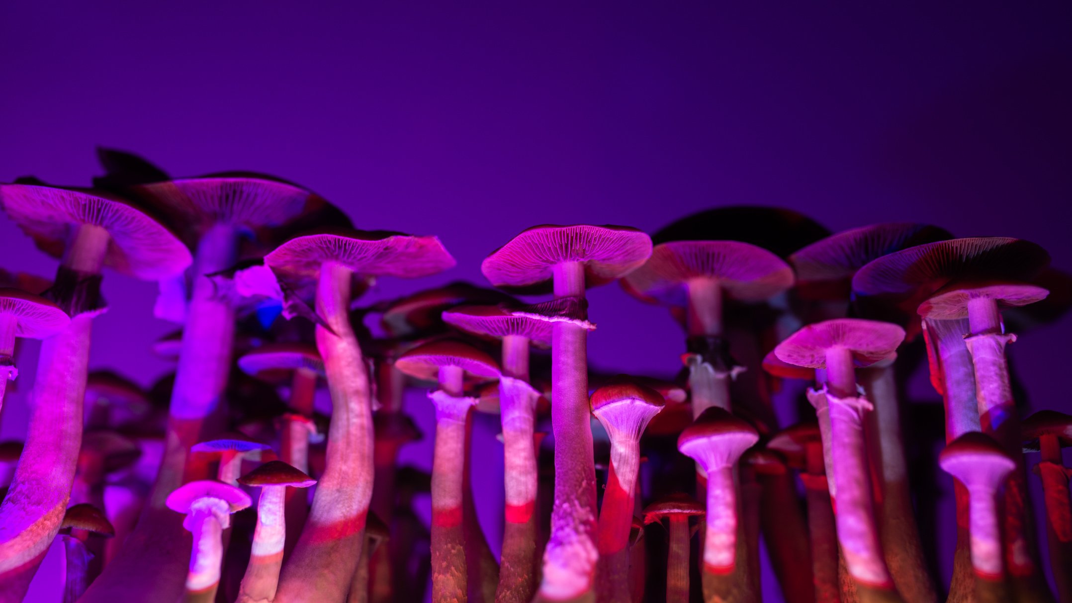 psychedelic psilocybin mushrooms